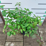 Drieň krvavý (Cornus sanguinea) - výška 40-60 cm, kont. C10L
